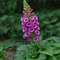 Digitalis Mertonensis, (a.k.a. The Summer King) Strawberry Foxglove