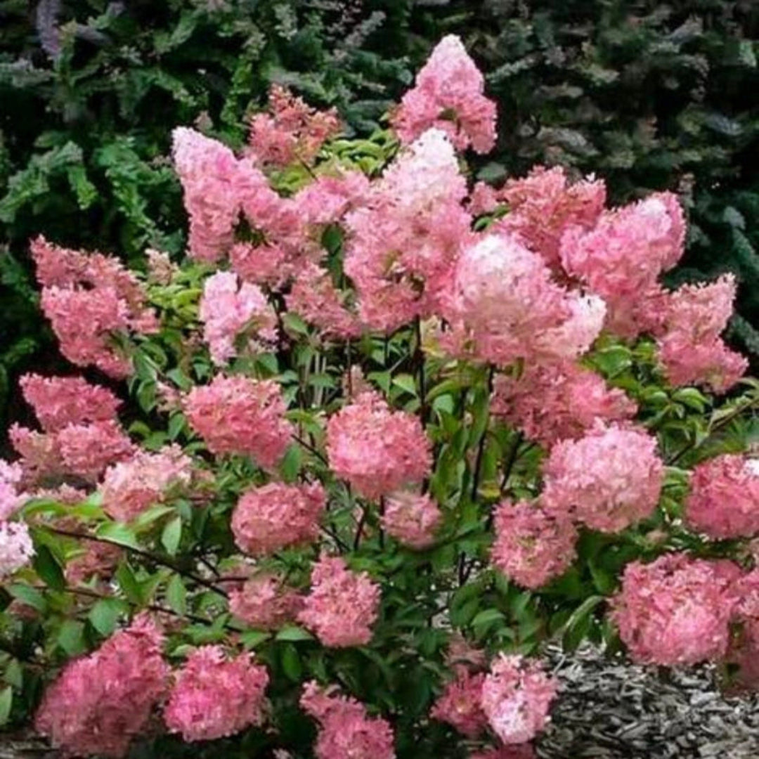 Strawberry Sundae Panicle Hydrangea