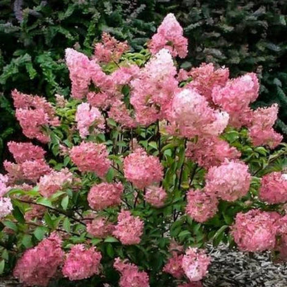 Strawberry Sundae Panicle Hydrangea