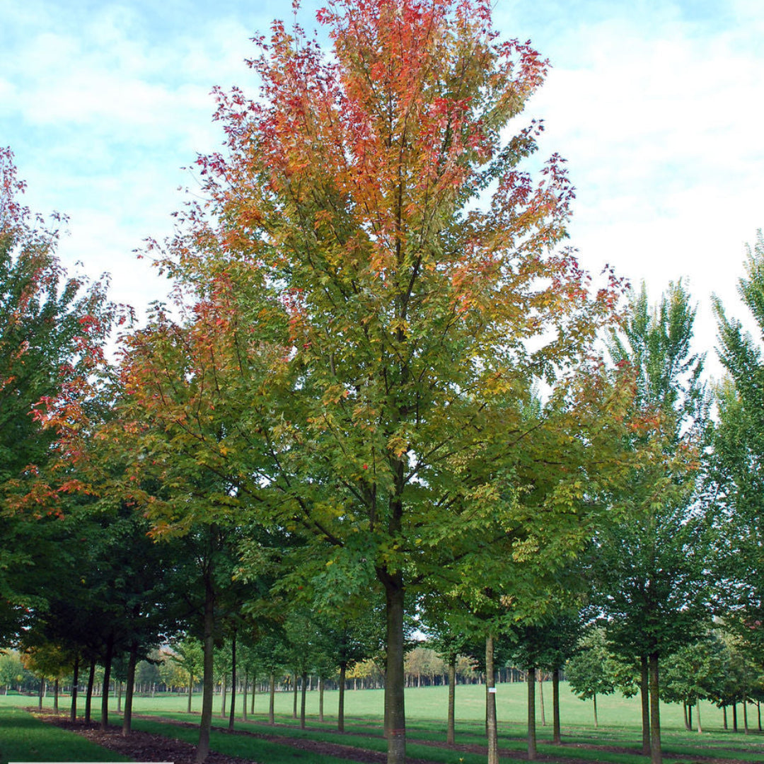 Celzam Celebration Maple
