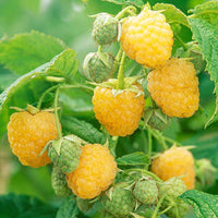 Anne everbearing yellow raspberry plant growing in garden with healthy green foliage