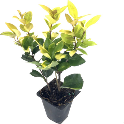 Ligustrum Howardi
