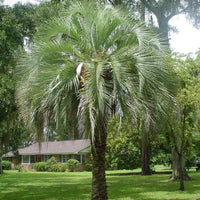 Pindo Palm (Jelly Palm)