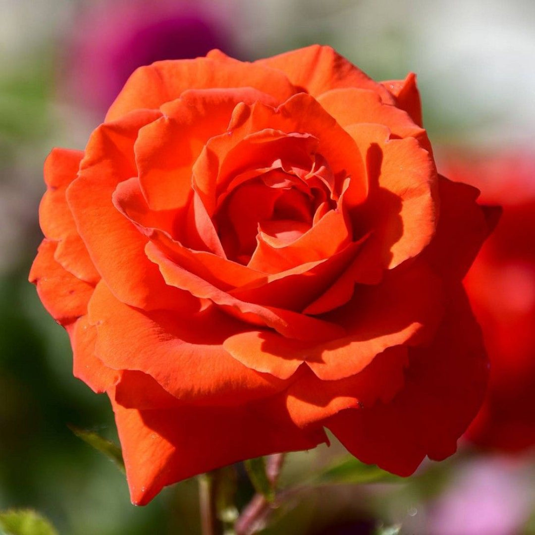 Tropicana Hybrid Tea Rose
