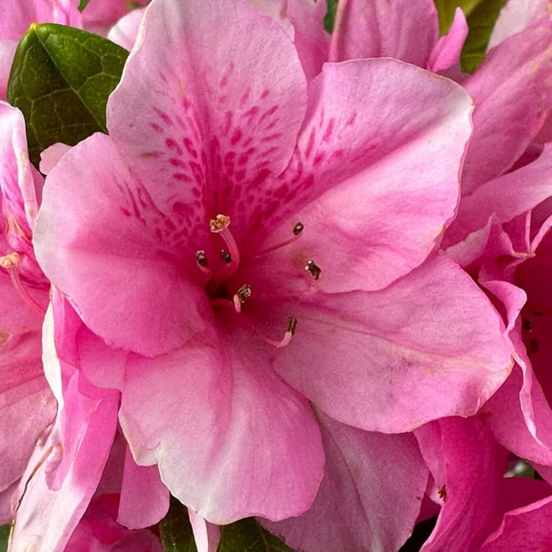 Pink Ruffle Azalea
