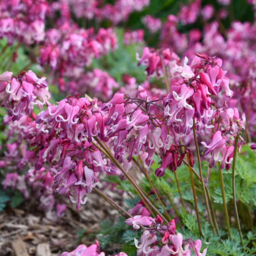 Dicentra &