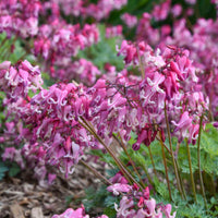 Dicentra 'Pink Diamonds'