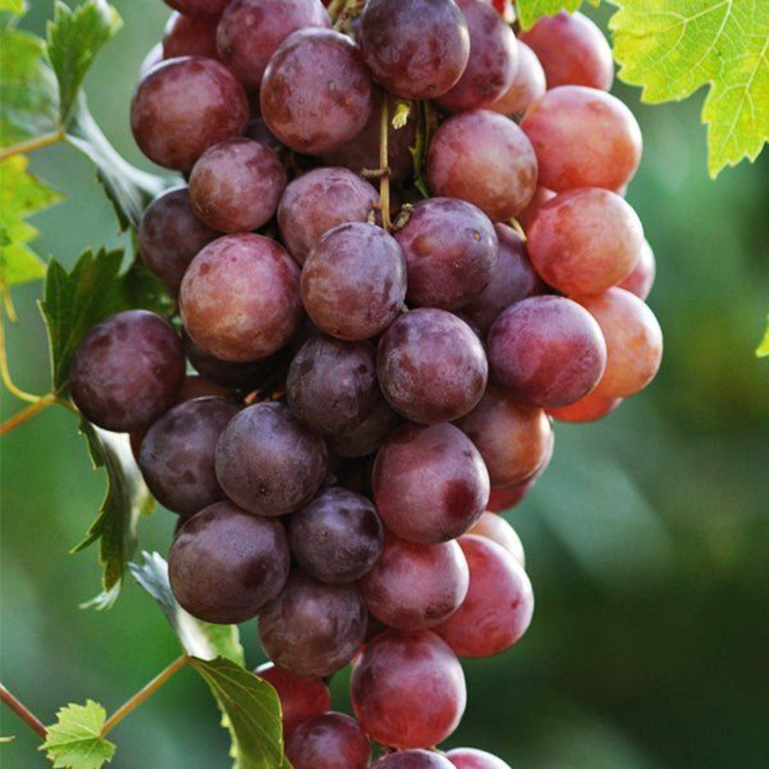 Somerset Seedless Grape Vine