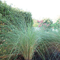 Sand Cord Grass