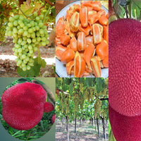 Grape vine foliage and developing fruit