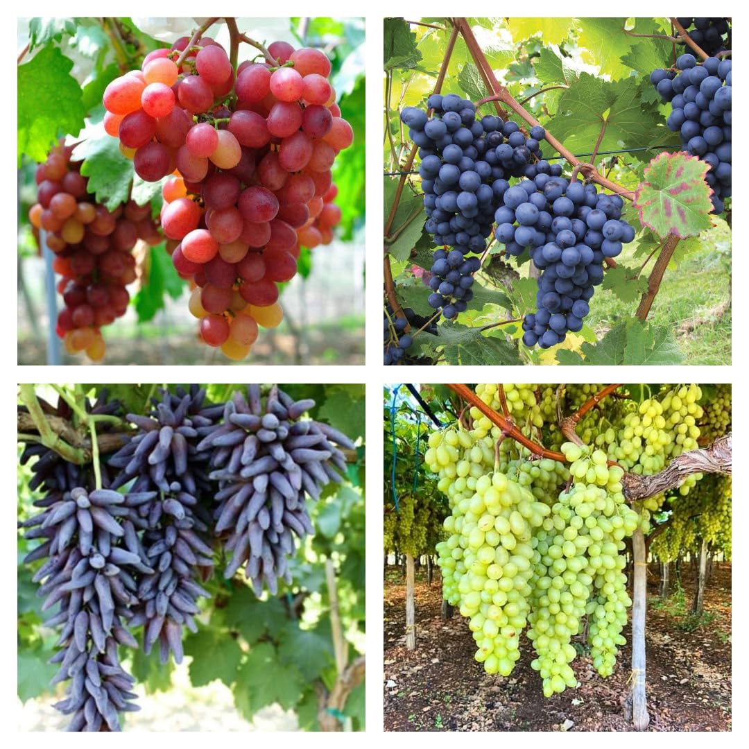 Grapes Variety Pack of 3 Combo