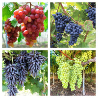 Grape vine plant growing on support