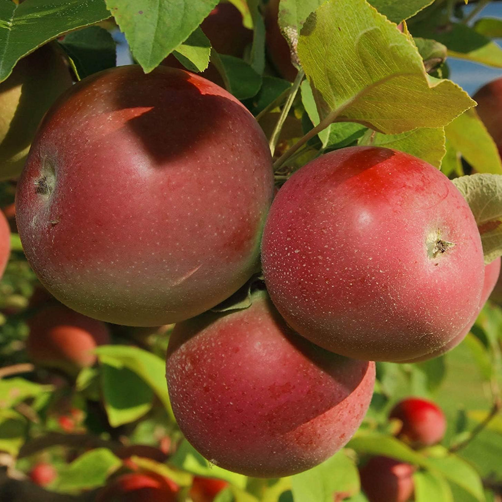 Yates Apple Tree
