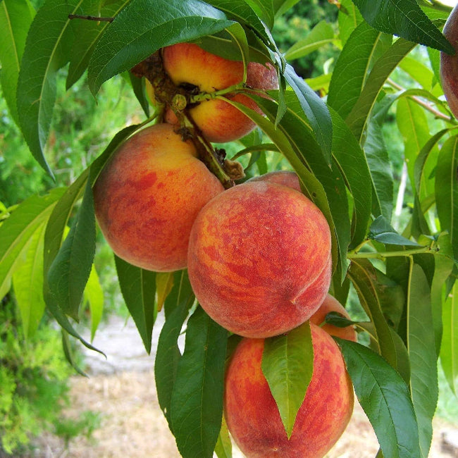 Loring Peach Tree