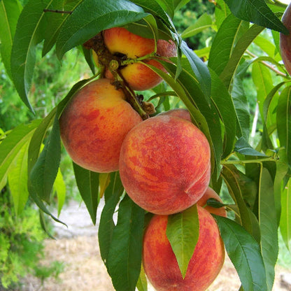 Loring Peach Tree