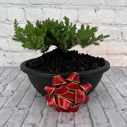 Juniper Bonsai (Live) - Very Cold Hardy, Live &amp; Exotic
