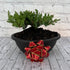 Evergreen juniper bonsai tree gift with decorative red bow