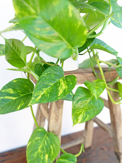 Golden Pothos – Easy Care Indoor Plant with Air-Purifying Variegated Foliage  (Live Indoor Plant)