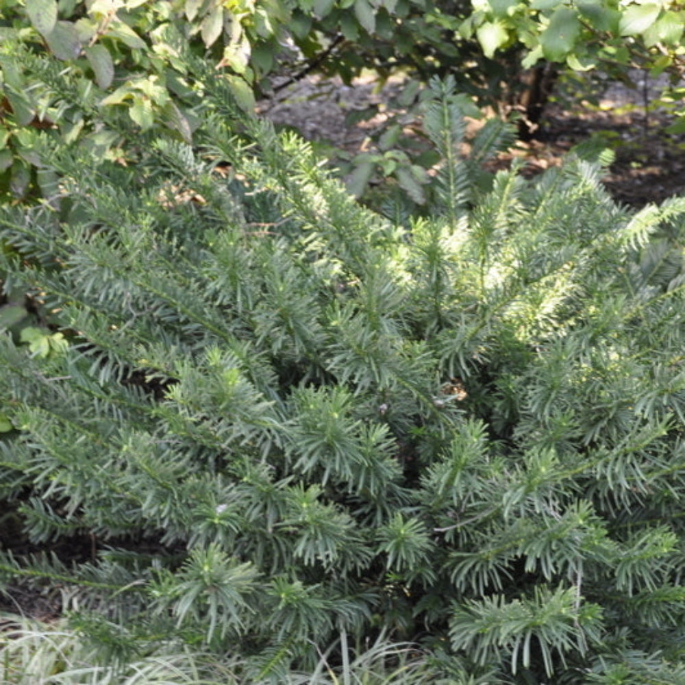 Cephalotaxus Harringtonia Duke Gardens