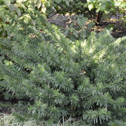 Cephalotaxus Harringtonia Duke Gardens