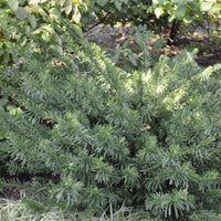 Cephalotaxus Harringtonia Duke Gardens
