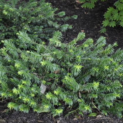 Cephalotaxus Harringtonia Duke Gardens