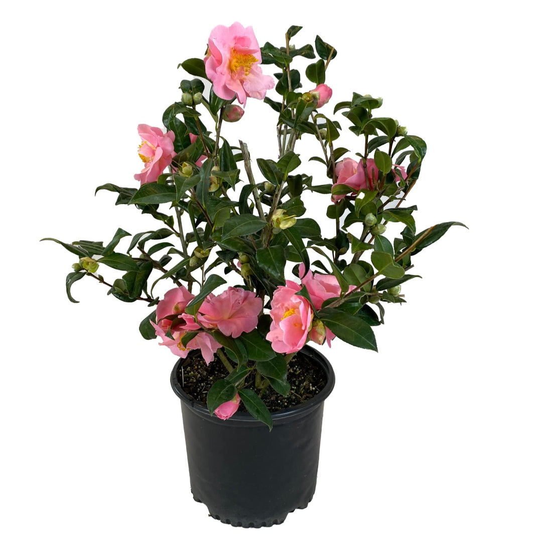 Arctic Dawn Camellia