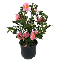 Arctic Dawn Camellia