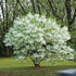 Fringe Tree in full white spring bloom