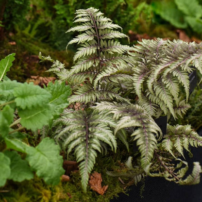 Japanese Painted Fern Multipack