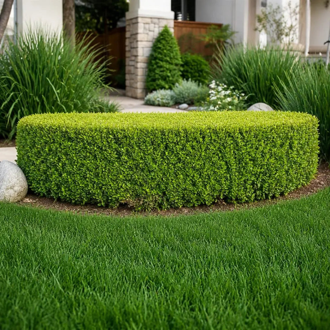 Skyline Boxwood