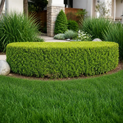 Skyline Boxwood