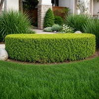 Skyline Boxwood