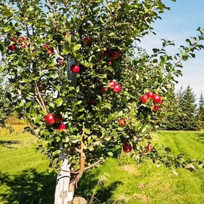 Anna Apple Trees