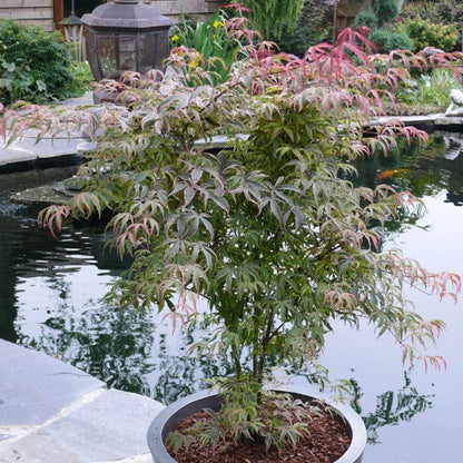 Shirazz Japanese Maple