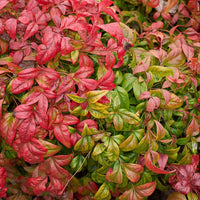 Domestica Compacta Nandina