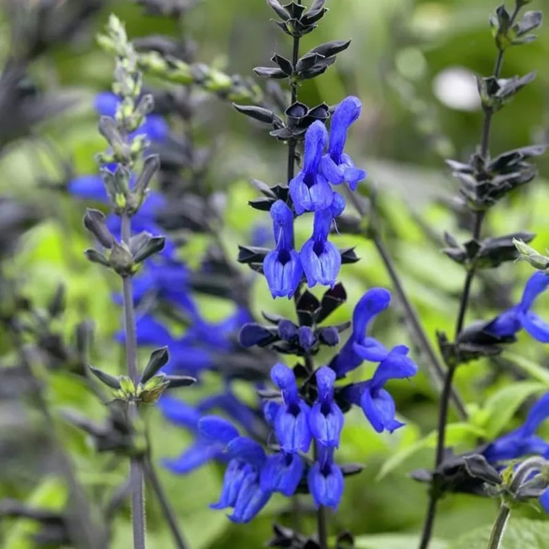 Salvia guaranitica &
