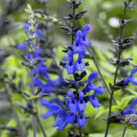 Salvia guaranitica 'Black & Blue'