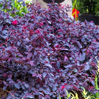 Compact Purple Diamond Loropetalum with purple leaves