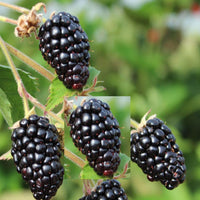 Prime Ark Freedom Blackberry