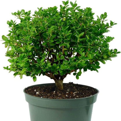 Japanese Boxwood