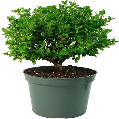 Skyline Boxwood