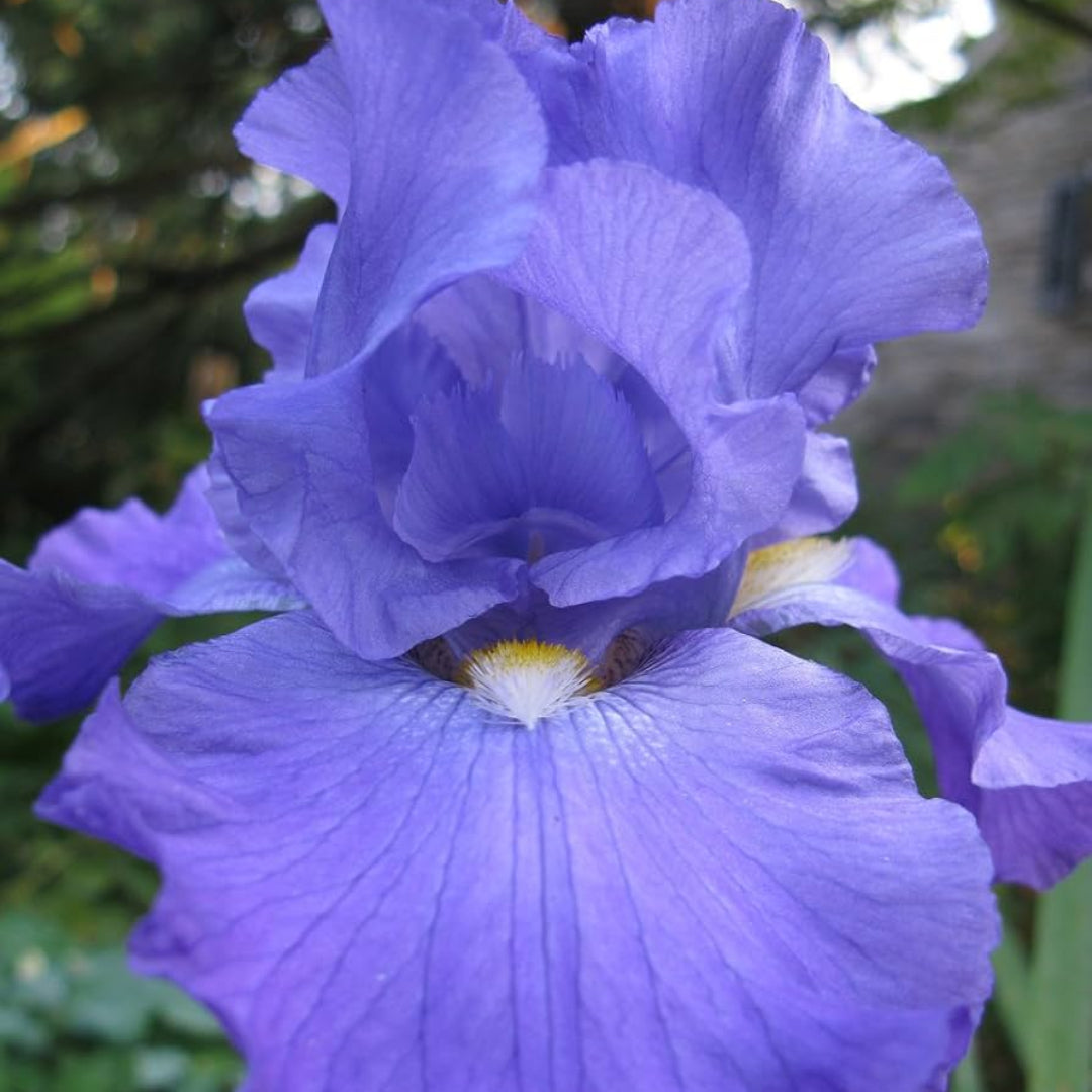 Purple-Blue Flower, Petals Edged with White, Blooms In Spring and Again In Fall.