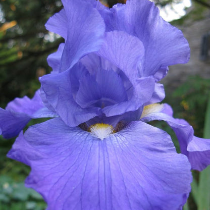 Purple-Blue Flower, Petals Edged with White, Blooms In Spring and Again In Fall.