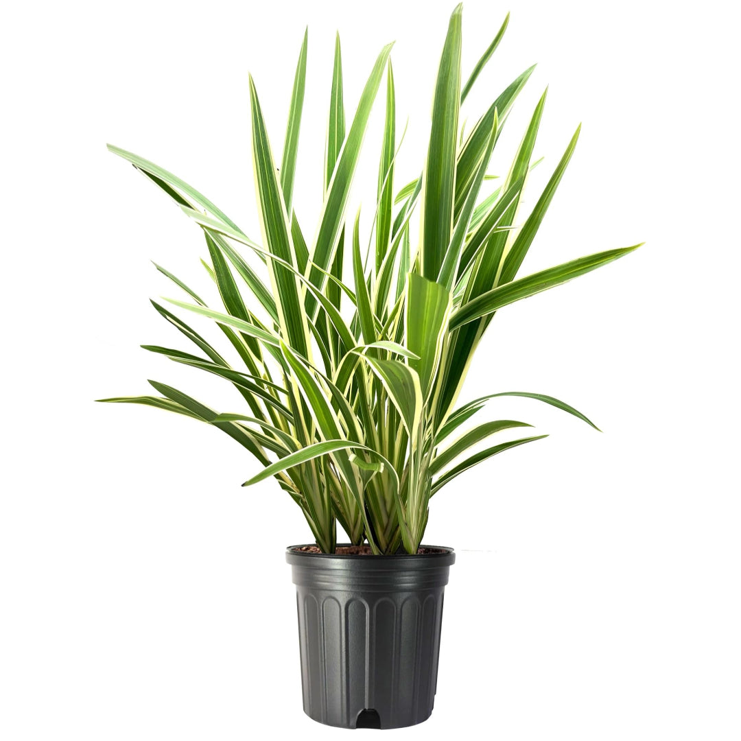 Variegated Flax Lily &