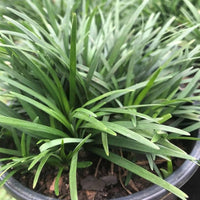 Potted Mondo Grass plant for garden use