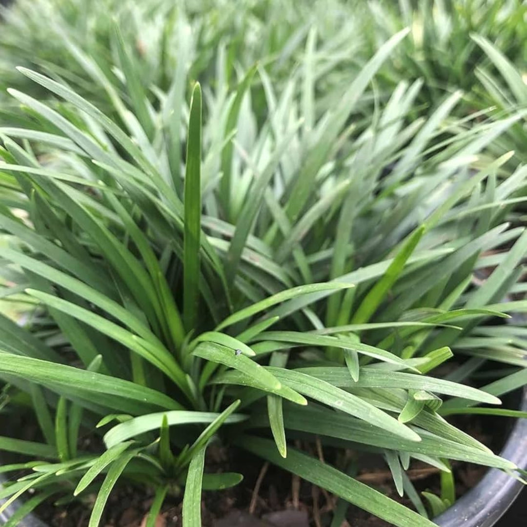 Ophiopogon Japonicus &