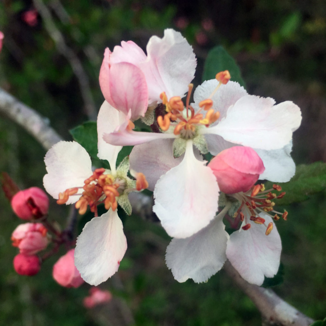 Southern Crabapple