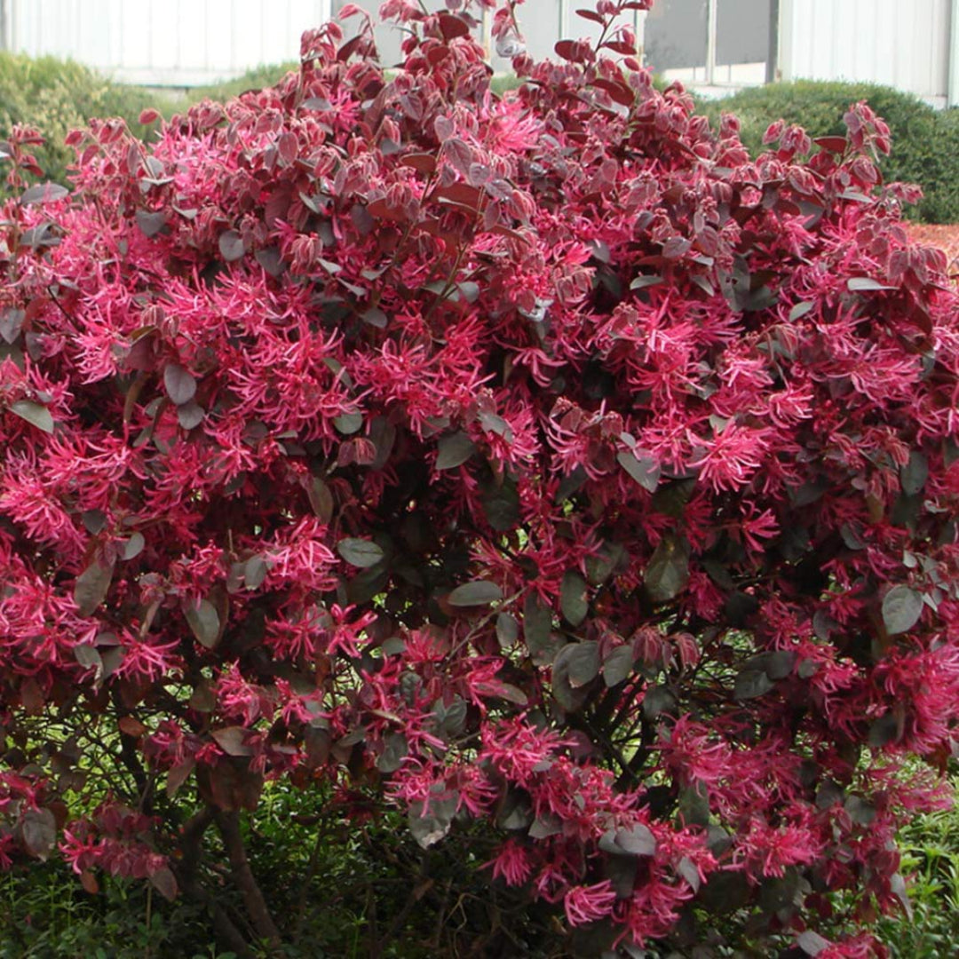 Sizzling Pink Loropetalum