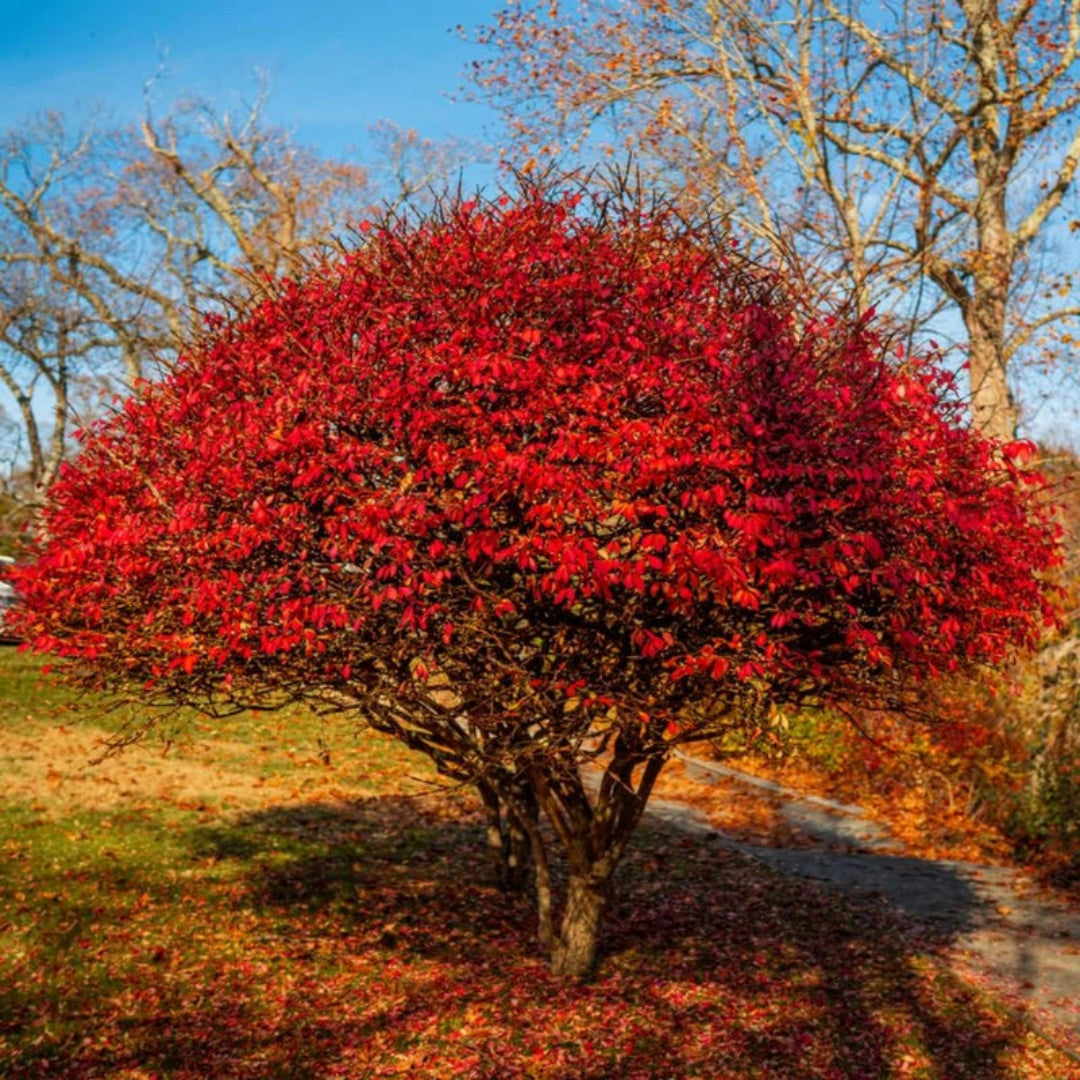 Euonymus Burning Bush vibrant autumn leaves